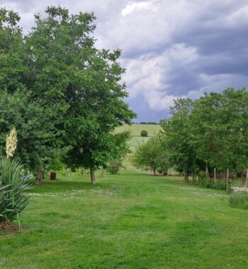 Tuin met witte bloem